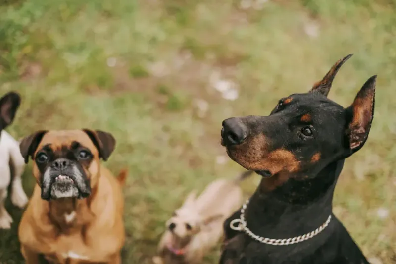 Residencias para mascotas en verano: cómo elegir bien