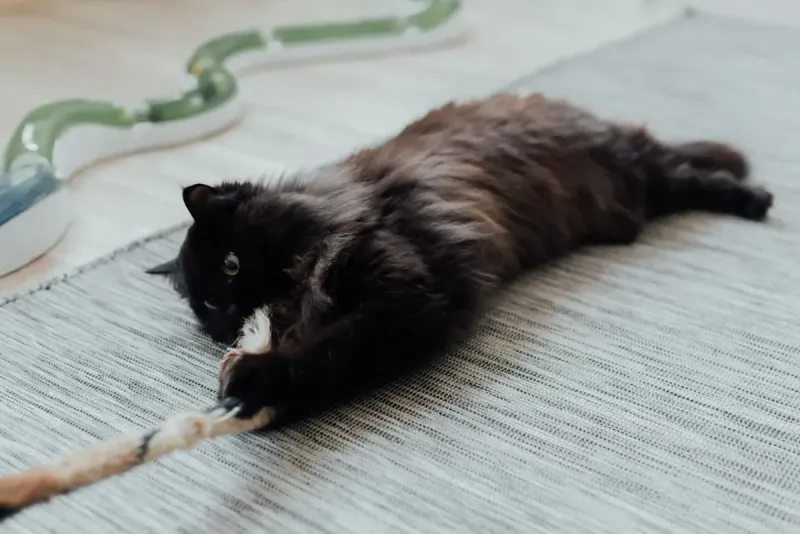 Mejores snacks naturales para gatos 2026