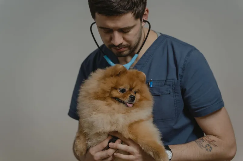 Vacunas para perros: calendario, precios y obligatorias